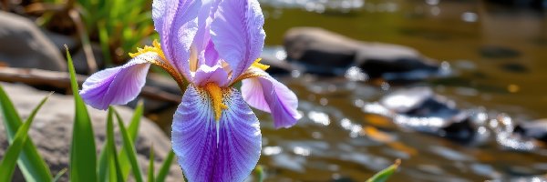 Kwiat, Fioletowy, Irys, Liście, Rzeka