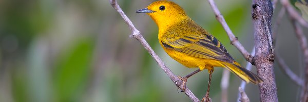 Ptak, Gałązka, Lasówka złotawa, Żółty