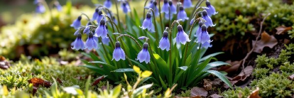 Dzwonki, Rozświetlone, Fioletowe