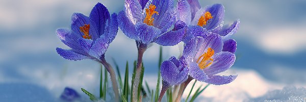 Krokusy, Grafika AI, Kwiaty, Fioletowe