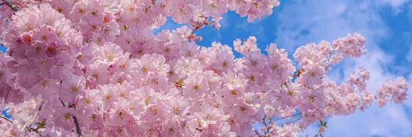 Różowe, Drzewo owocowe, Kwiaty, Gałązki, Wiśnia japońska