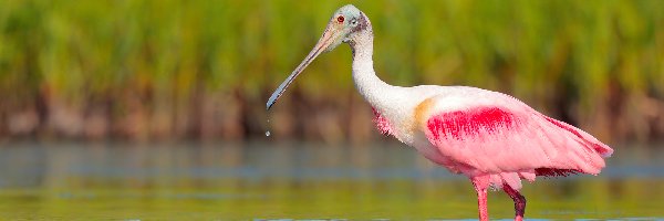 Woda, Warzęcha różowa, Ptak