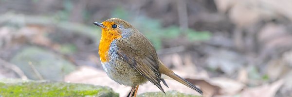 Kamienie, Rudzik, Ptak