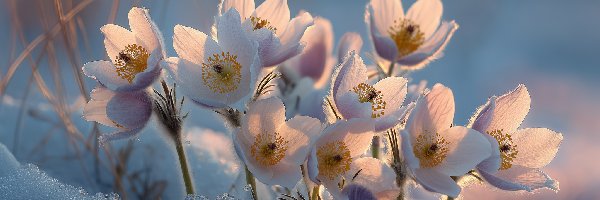 Kwiaty, Śnieg, Grafika AI, Sasanki