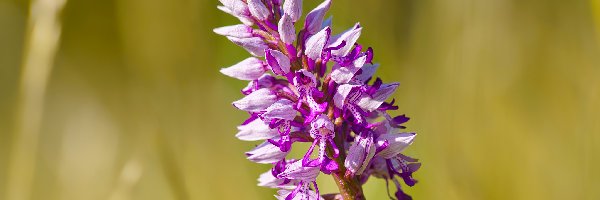 Storczyk kukawka, Kwiat, Jasnofioletowy