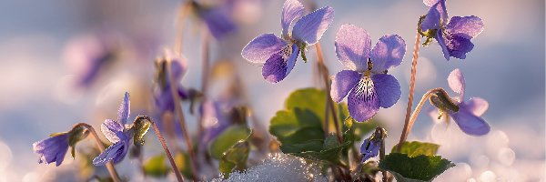 Fioletowe, Kwiaty, Fiołki wonne, Grafika AI, Śnieg