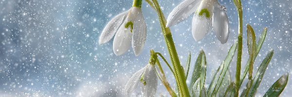 Grafika AI, Śnieg, Przebiśniegi