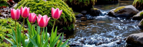 AI, Tulipany, Mech, Różowo-białe, Kwiaty, Kamienie, Strumyk