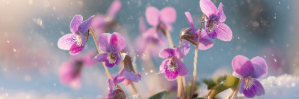 Fiołki wonne, Grafika, Śnieg, Różowe