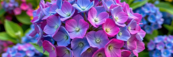 Zbliżenie, Niebiesko-różowa, Hortensja