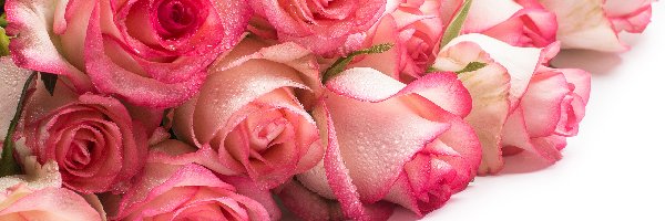 Krople, Róże, Jasnoróżowe