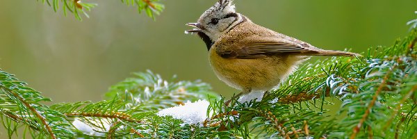 Czubatka europejska, Ptak, Sikora czubatka, Gałązka, Iglasta