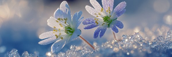 Kwiaty, Grafika AI, Śnieg, Dwa