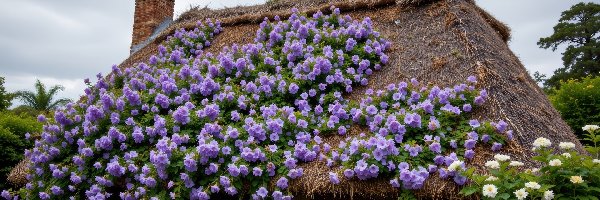 Fioletowe, Dom, Komin, Dach, Strzecha, Białe, Kwiaty, Stary