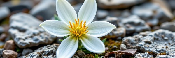 Kamienie, Kwiat, Biały