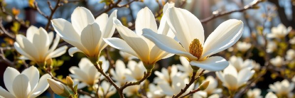 AI, Kwiaty, Gałązki, Białe, Magnolia, Promienie słońca, Krzew
