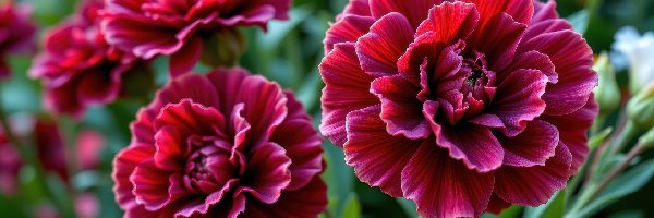 Goździki, Zbliżenie, Ciemnoczerwone, Kwiaty