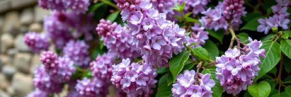 Mur, Bez, Lilak, Fioletowy, Kwiaty, Liście, Gałązki