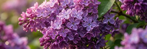 Kwitnący, Bez, Jasnofioletowy, Krople, Lilak