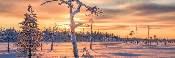 Zima, Bezlistne, Drzewa, Cień, Ośnieżone