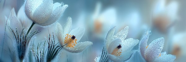 Kwiaty, Grafika AI, Sasanki, Białe