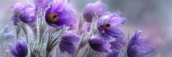 Sasanki, Grafika AI, Kwiaty, Fioletowe