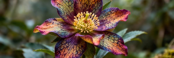 Kolorowy, Grafika AI, Liście, Kwiat