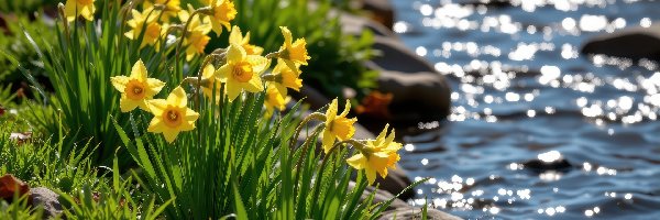 Narcyzy żonkile, Rzeka, Trawa, Kwiaty