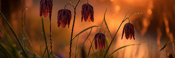 Grafika AI, Kwiaty, Szachownica kostkowata