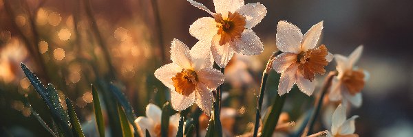 Grafika AI, Kwiaty, Narcyzy