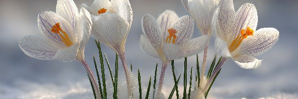 Białe, Śnieg, Krokusy, Kwiaty, Grafika AI
