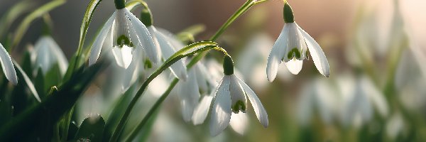 Pochylone, Białe, Przebiśniegi, Grafika AI, Kwiaty