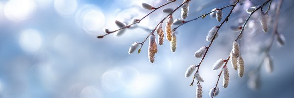 Wierzba, Grafika AI, Niebo, Bazie