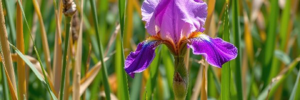 Trawa, Irys, Fioletowy