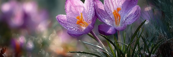 Dwa, Rozwinięte, Fioletowe, Grafika AI, Krokusy