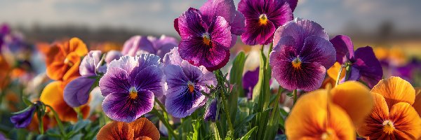 Kolorowe, Kwiaty, Bratki, Grafika AI, Zbliżenie