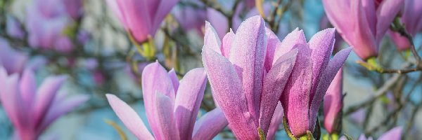 Magnolia, Różowa, Kwiaty