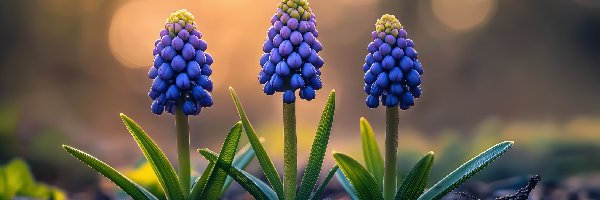 Niebieskie, Kwiaty, Szafirki, Grafika AI, Listki