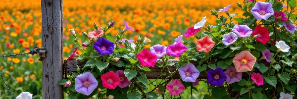 Powój, Kwiaty, Kolorowe, Grafika AI, Płot