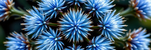 Kwiaty, Igiełkowe, Niebieskie