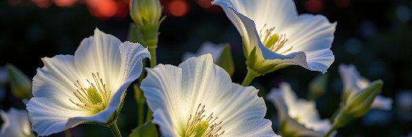 Białe, Kwiaty, Rozświetlone, Trzy