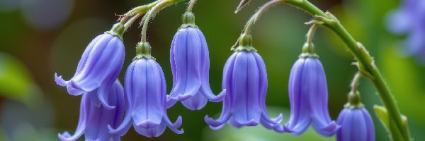 Kwiaty, Gałązka, Dzwonki, Niebieskie