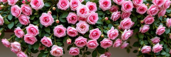 Pąki, Różowe, Róże, Listki, Pnące, Kwiaty