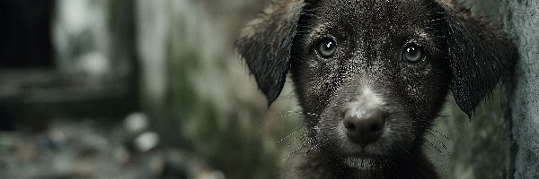 Zmoczony, Grafika AI, Kundelek, Pies