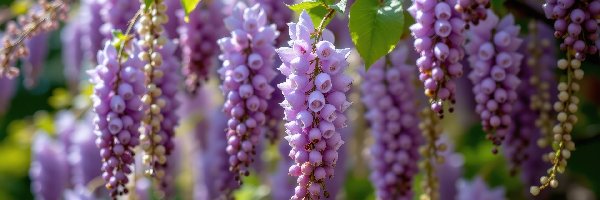 Jasnofioletowe, Bez, Kwiaty, Listki, Gałązki