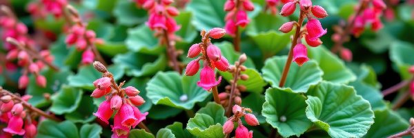 Kwiaty, Listki, Okrągłe, Różowe