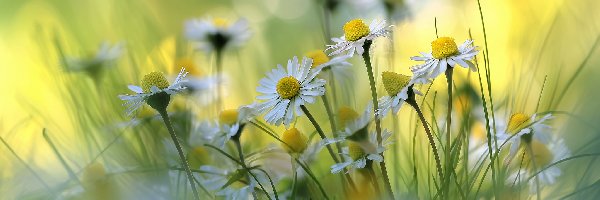 Trawa, Grafika AI, Kwiaty, Stokrotki