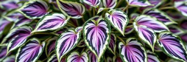 Roślina, Liście, Zielono-fioletowe