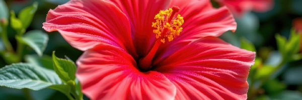 Czerwony, Hibiskus, Kwiat, Zbliżenie, Listki