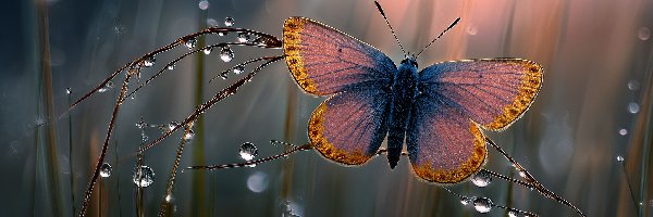 Krople, Gałązki, Źdźbła, Grafika AI, Skrzydła, Motyl